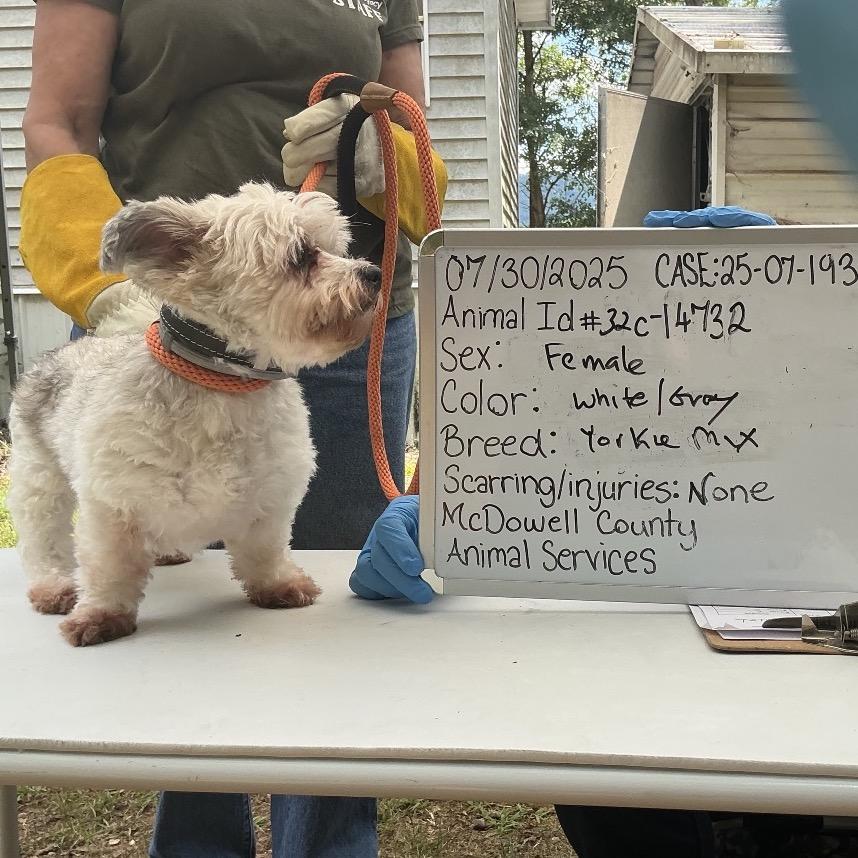 Bamboo C thumbnail 3