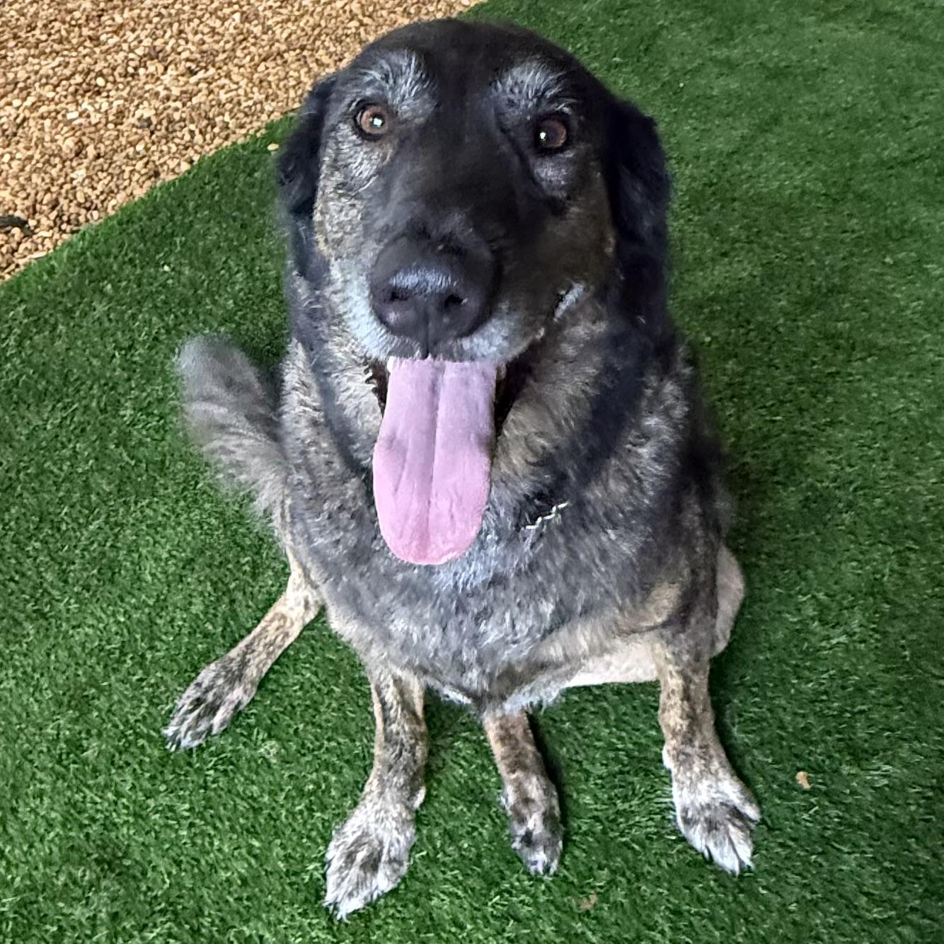 Sweetie Pie, a Adoptable mixed breed in New Port Richey, FL image 1/6