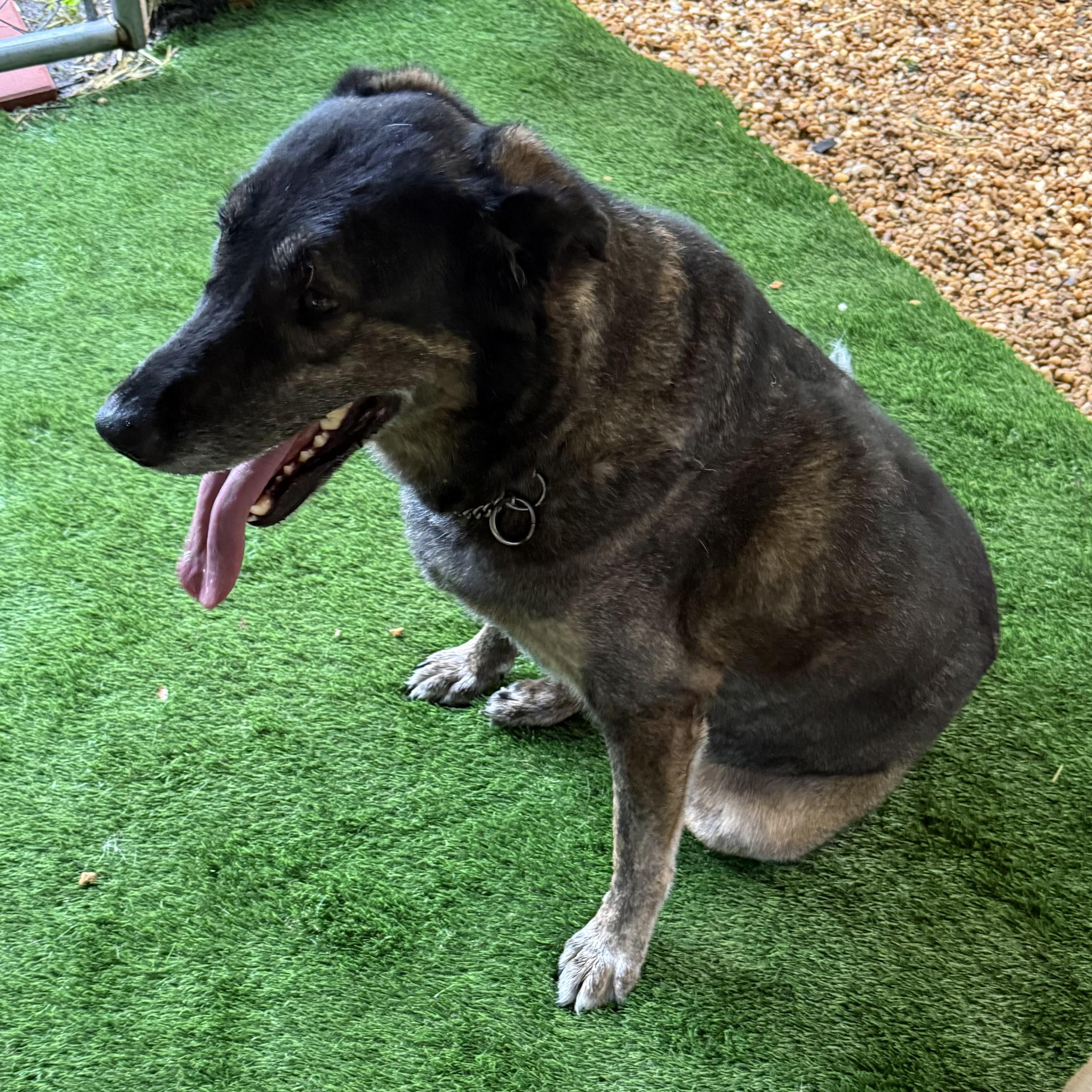 Sweetie Pie, a Adoptable mixed breed in New Port Richey, FL image 4/6