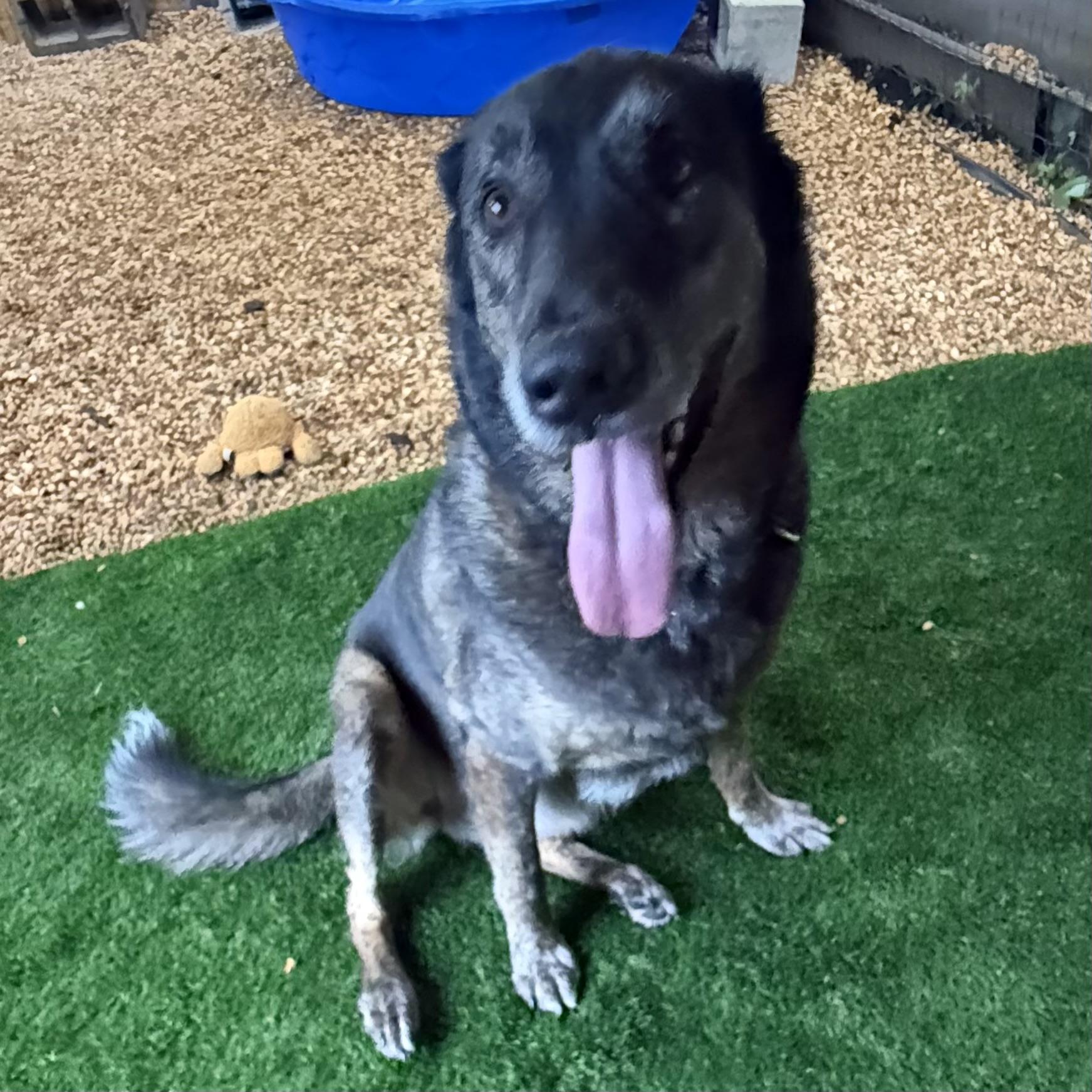 Sweetie Pie, a Adoptable mixed breed in New Port Richey, FL image 2/6