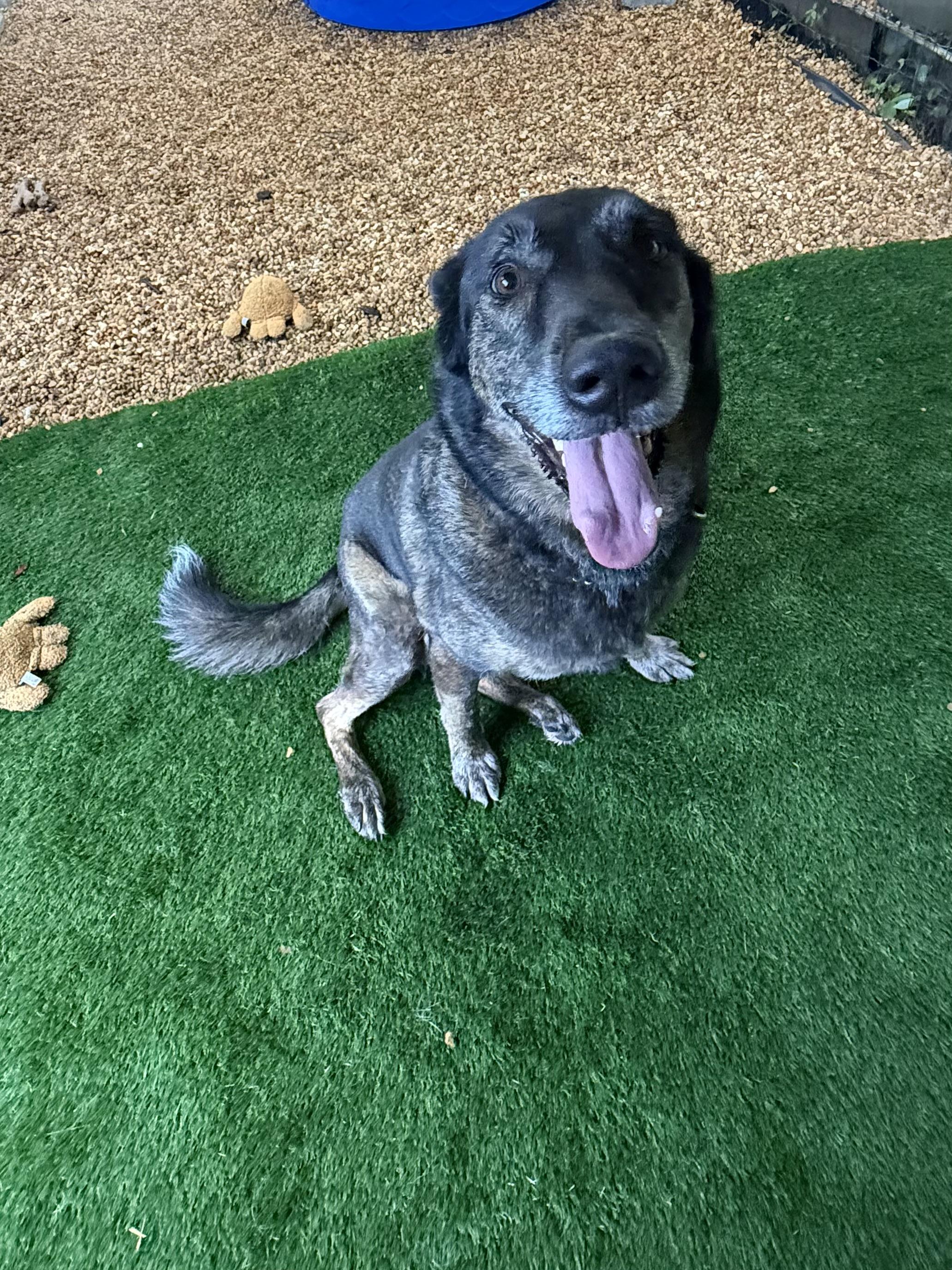 Sweetie Pie, a Adoptable mixed breed in New Port Richey, FL image 3/6