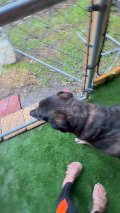 Enlarge Sweetie Pie, a Adoptable mixed breed in New Port Richey, FL video 6/6