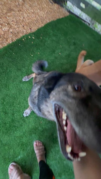 Enlarge Sweetie Pie, a Adoptable mixed breed in New Port Richey, FL video 5/6