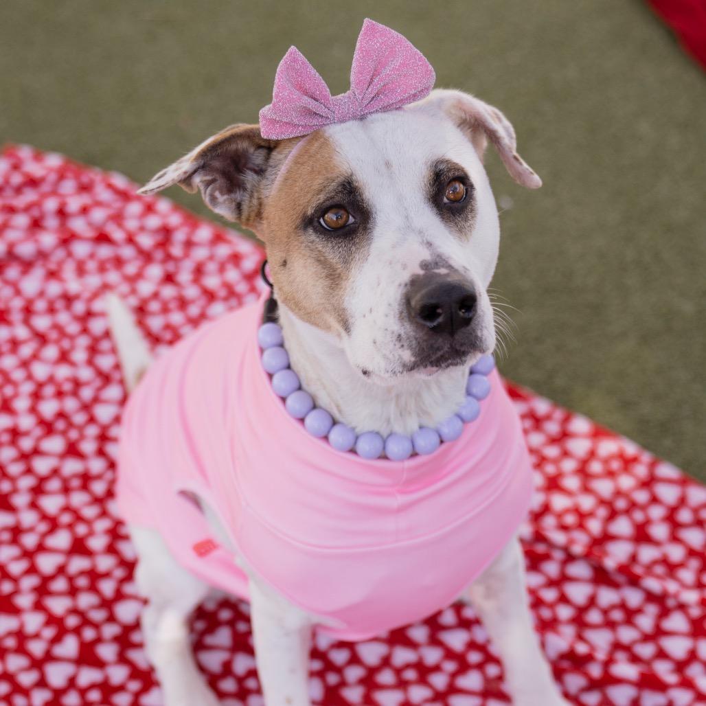 Enlarge Noah (Nikki), a Adoptable mixed breed in Apache Junction, AZ image 3/6