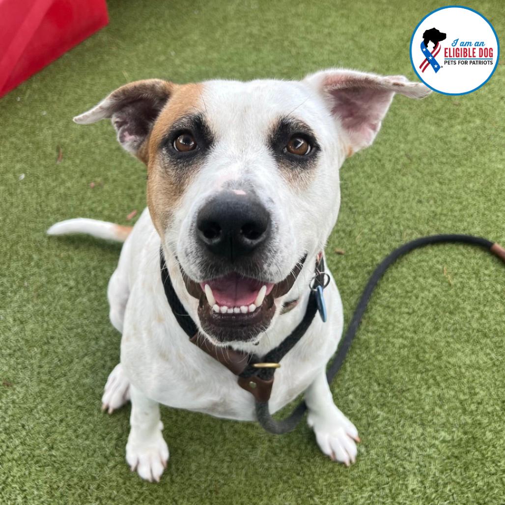 Noah (Nikki), a Adoptable mixed breed in Apache Junction, AZ image 1/6