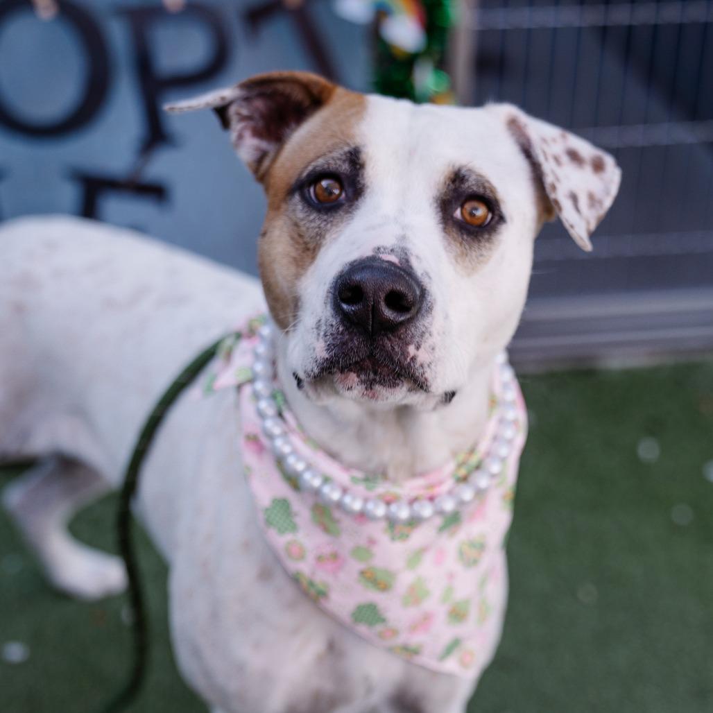 Noah (Nikki), a Adoptable mixed breed in Apache Junction, AZ image 3/6