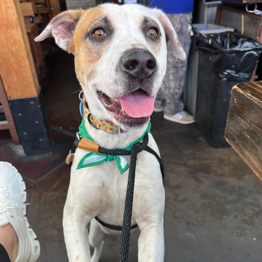 Enlarge Noah (Nikki), a Adoptable mixed breed in Apache Junction, AZ image 4/6