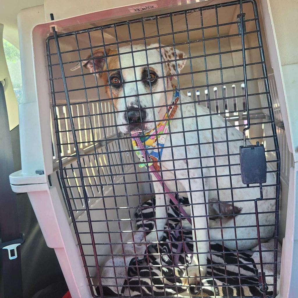 Noah (Nikki), a Adoptable mixed breed in Apache Junction, AZ image 4/6