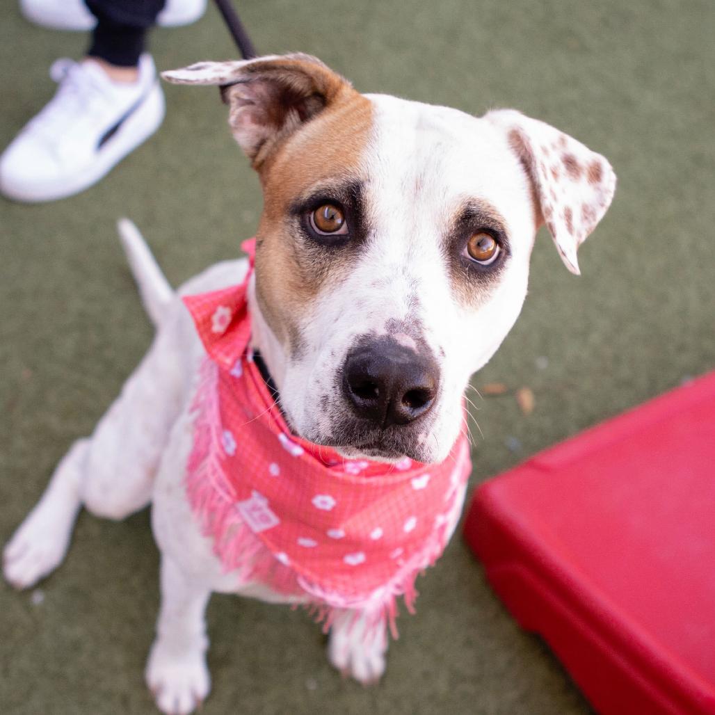 Noah (Nikki), a Adoptable mixed breed in Apache Junction, AZ image 5/6