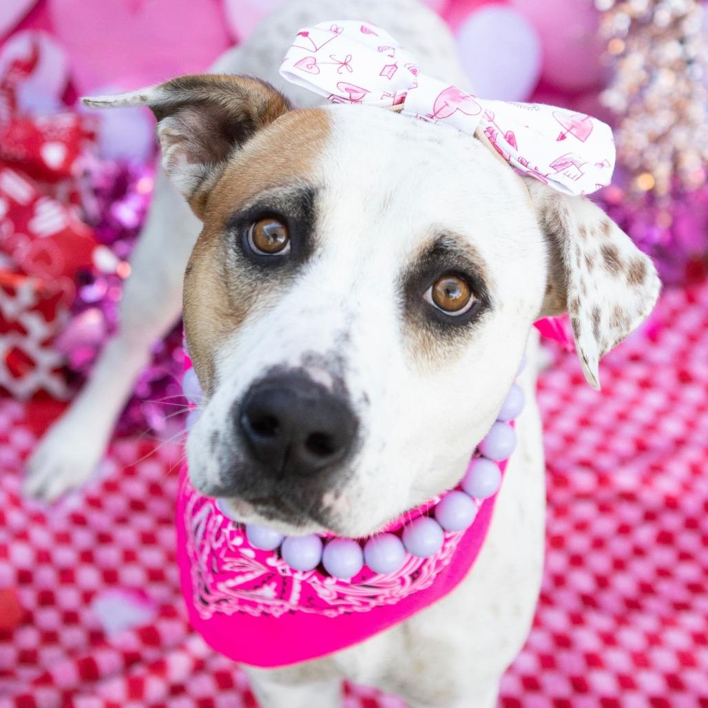Noah (Nikki), a Adoptable mixed breed in Apache Junction, AZ image 6/6