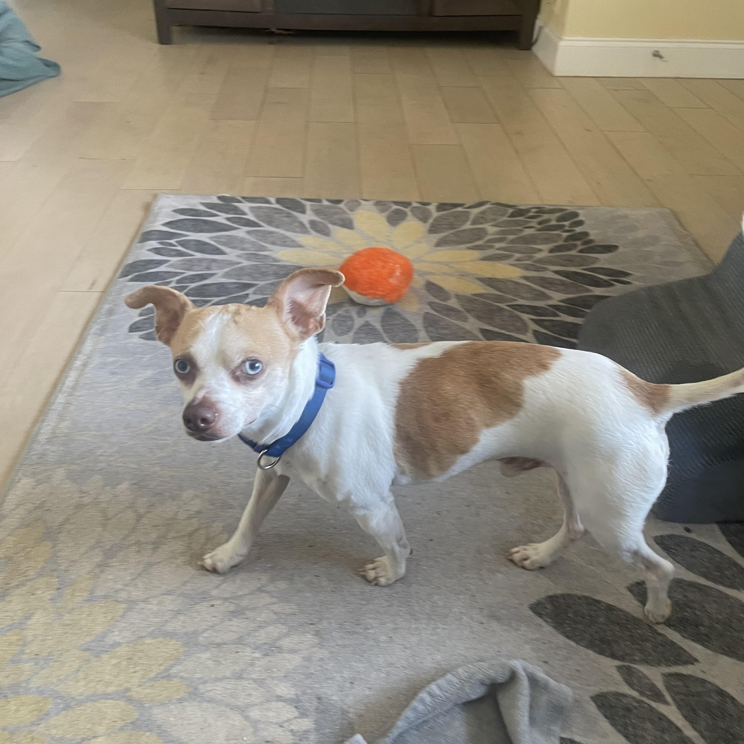 Enlarge Japser, a Adoptable Chihuahua in Temple, TX image 3/6