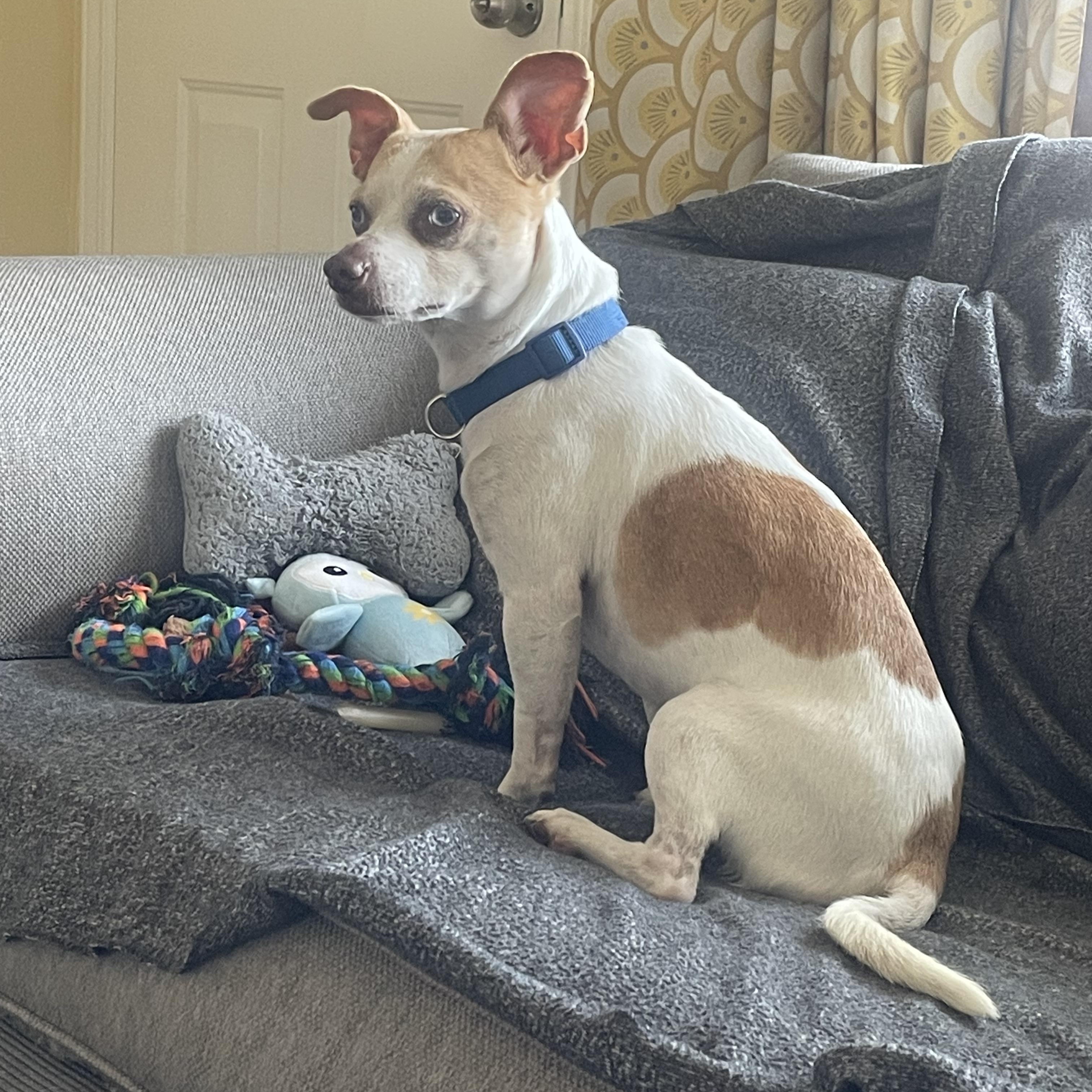 Japser — thumbnail 3