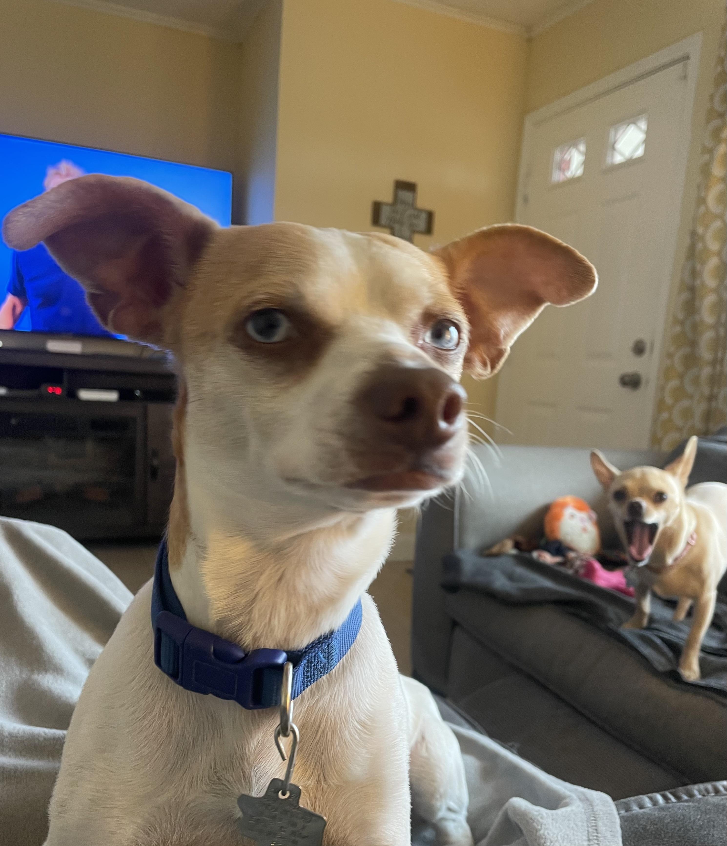 Enlarge Japser, a Adoptable Chihuahua in Temple, TX image 6/6