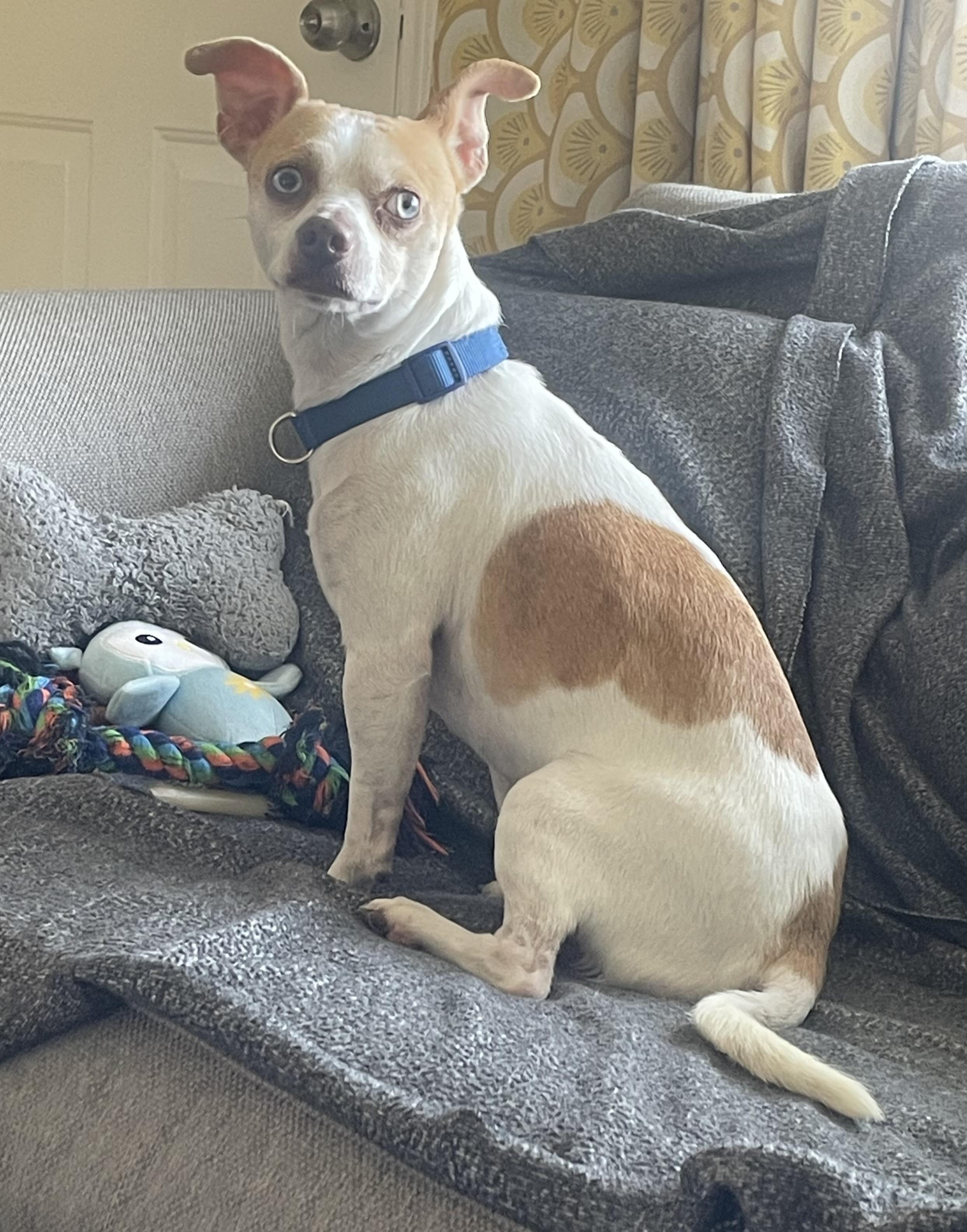 Enlarge Japser, a Adoptable Chihuahua in Temple, TX image 2/6