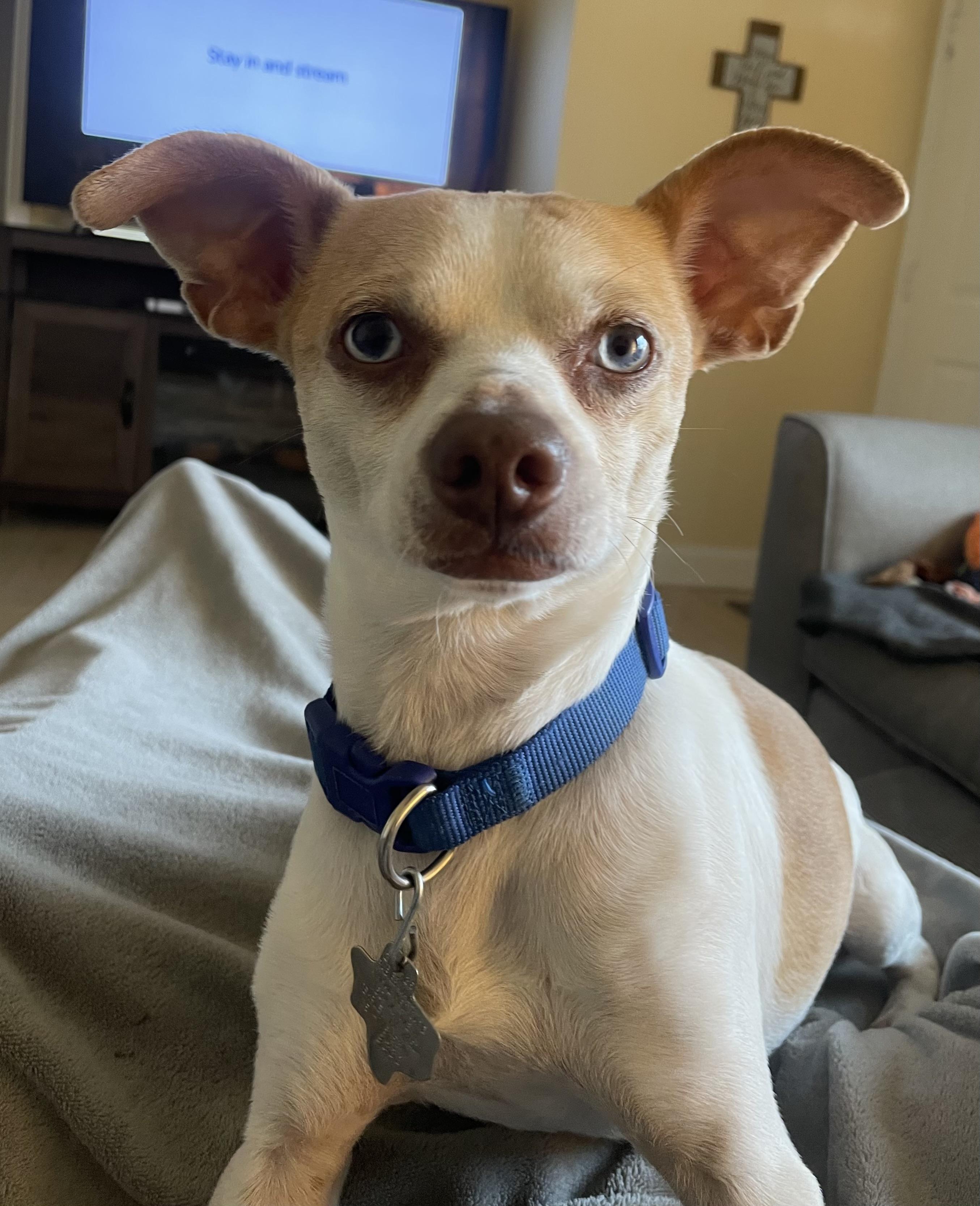 Japser, Adoptable, Adult Male Chihuahua.