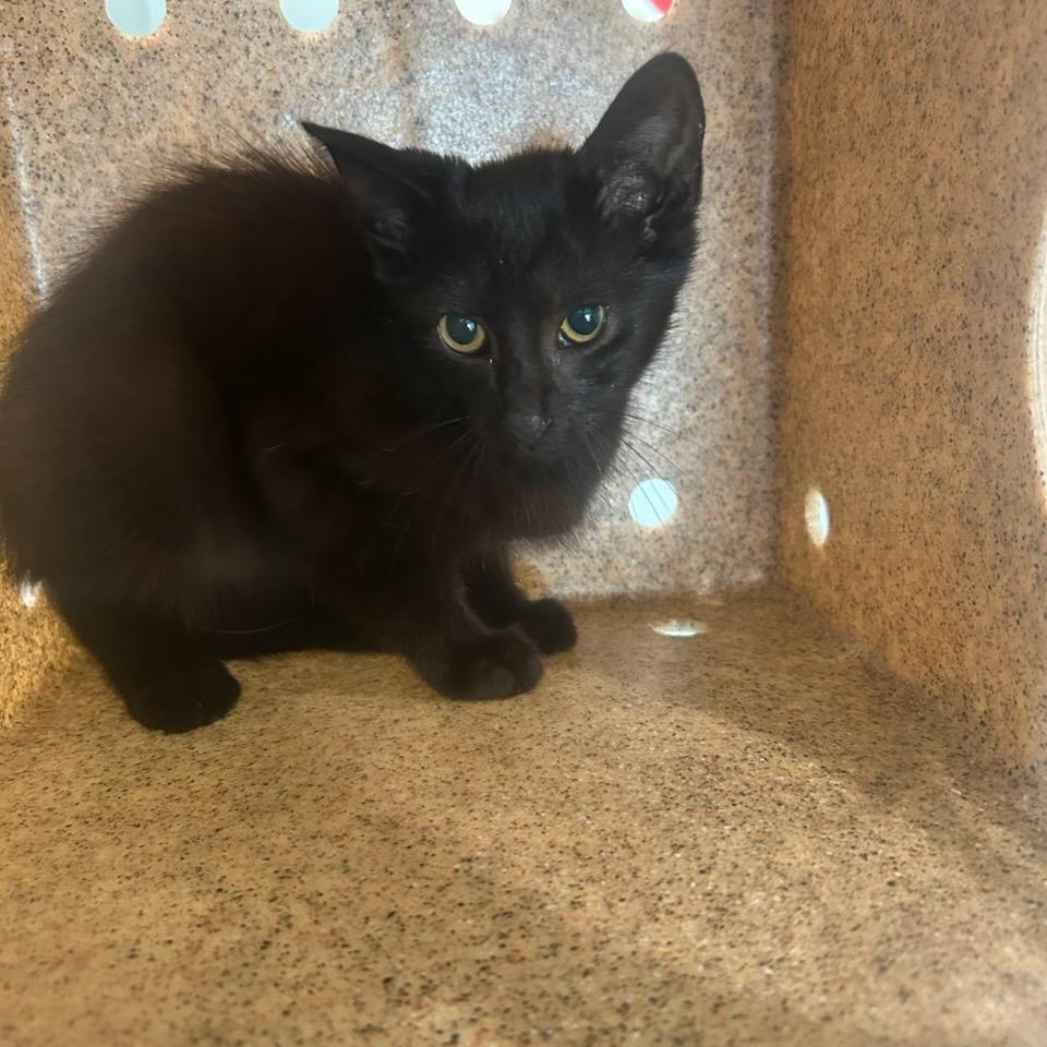Feral_2, Adoptable, Young Male Domestic Short Hair.