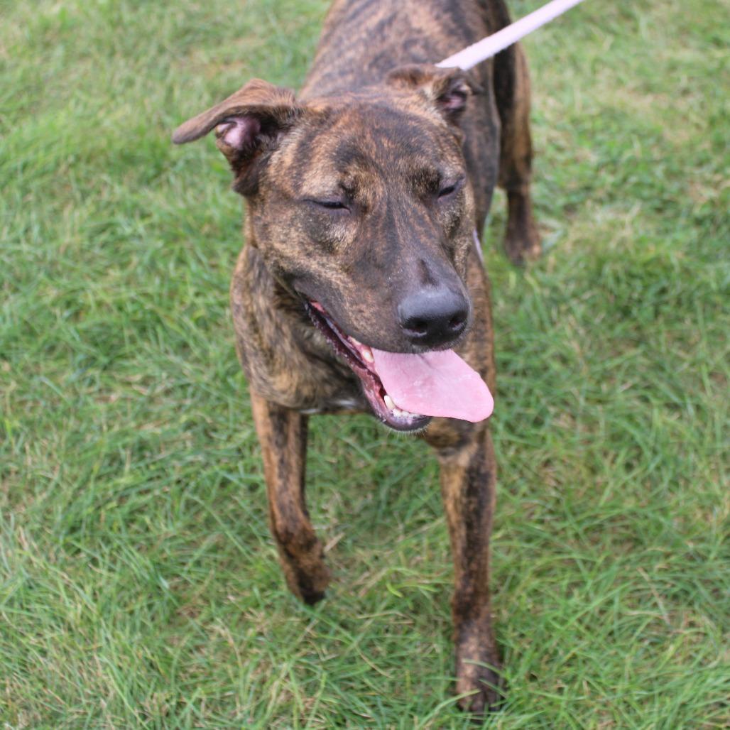 Majesty, Adoptable, Adult Female Pit Bull Terrier & American Staffordshire Terrier.