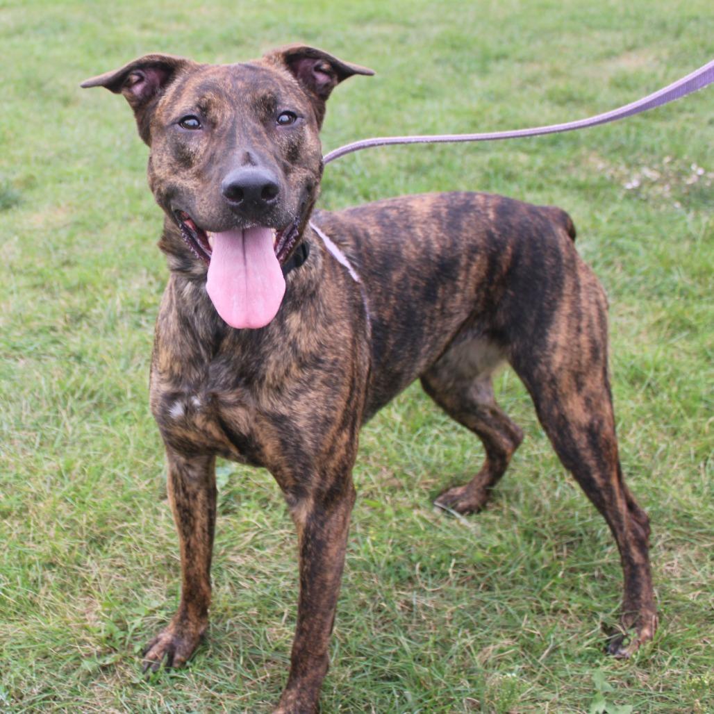 Enlarge Majesty, a Adoptable mixed breed in Champaign, IL image 2/6