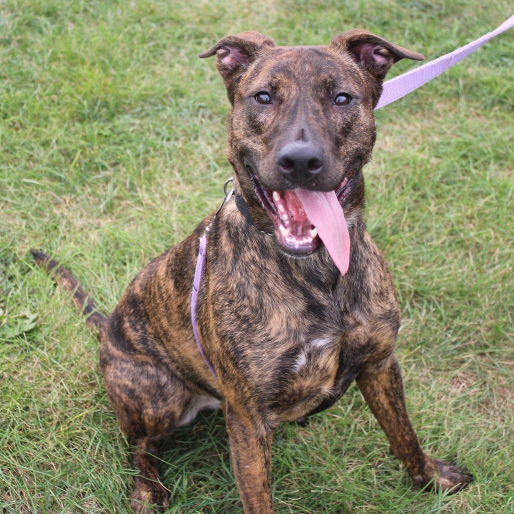 Enlarge Majesty, a Adoptable mixed breed in Champaign, IL image 3/6