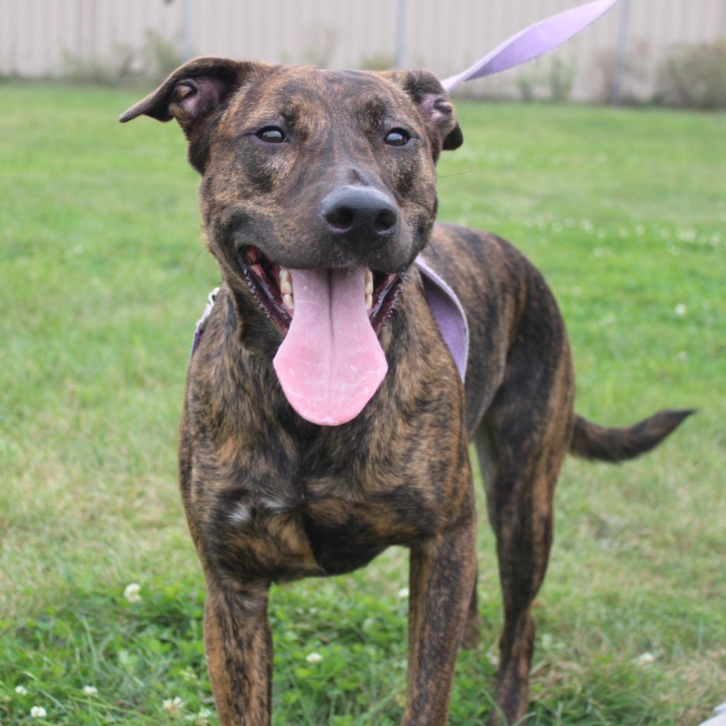 Enlarge Majesty, a Adoptable mixed breed in Champaign, IL image 4/6