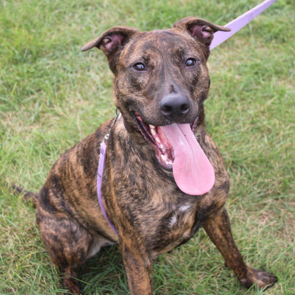 Enlarge Majesty, a Adoptable mixed breed in Champaign, IL image 5/6