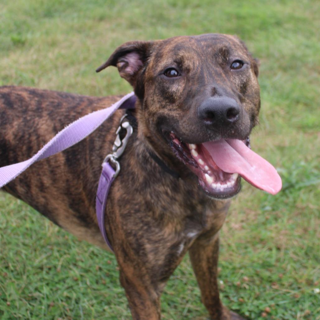 Enlarge Majesty, a Adoptable mixed breed in Champaign, IL image 6/6