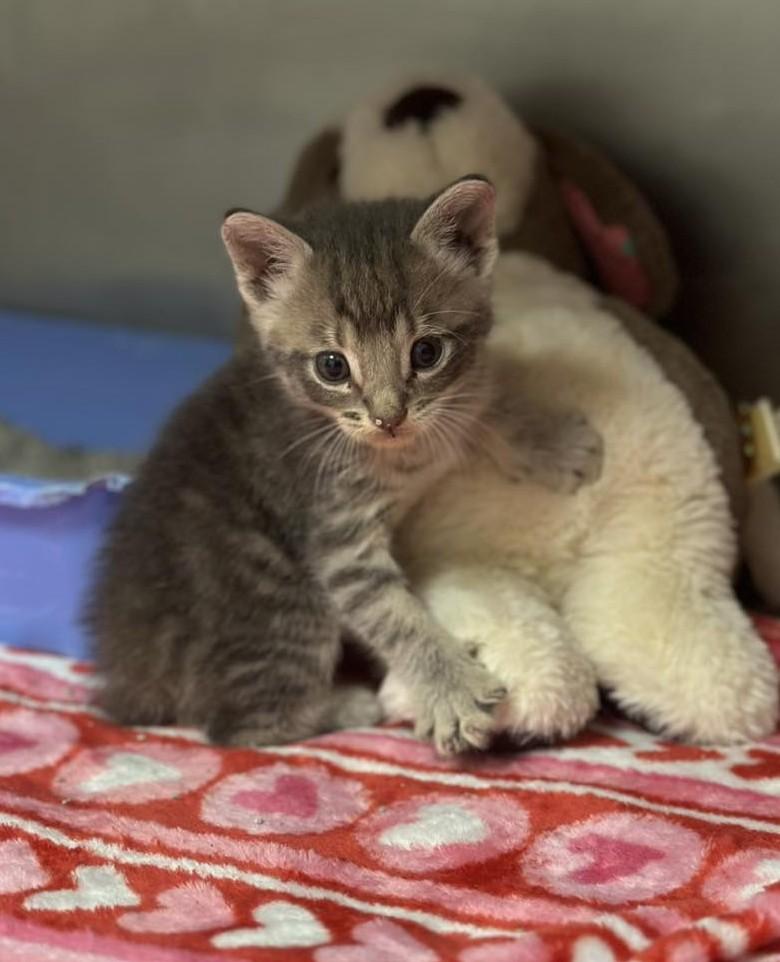 Enlarge Bolt, a Adoptable Domestic Short Hair in Huntsville , TX image 1/1