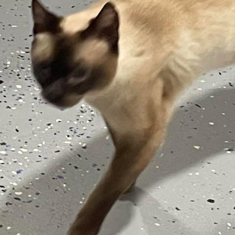 Tristan, an adoptable Siamese in Eureka, CA, 95503 | Photo Image 2