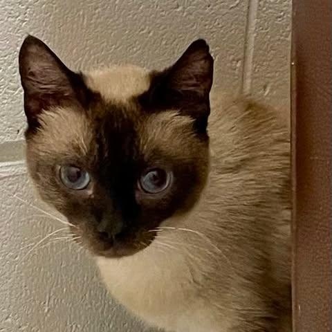 Tristan, an adoptable Siamese in Eureka, CA, 95503 | Photo Image 1