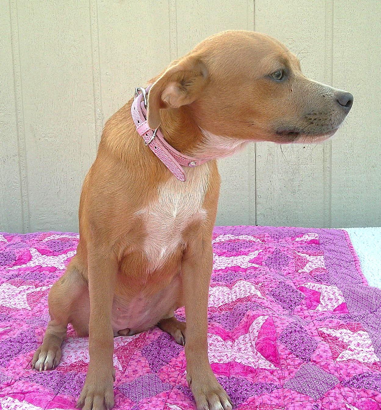 Enlarge MU SHU, a Adoptable mixed breed in San Antonio, TX image 3/3