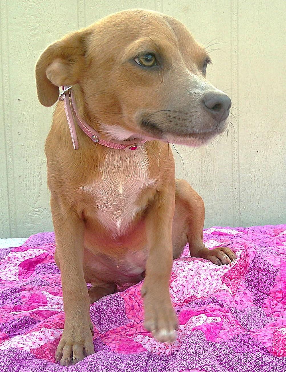 Enlarge MU SHU, a Adoptable mixed breed in San Antonio, TX image 2/3
