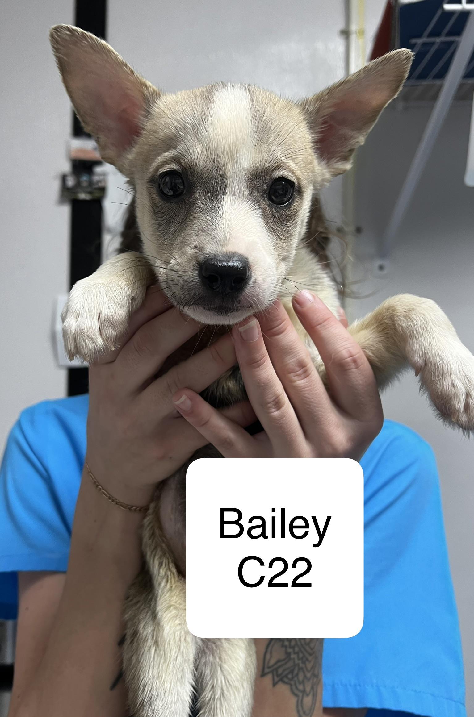 Bailey, ADOPTABLE, Puppy Female Husky.