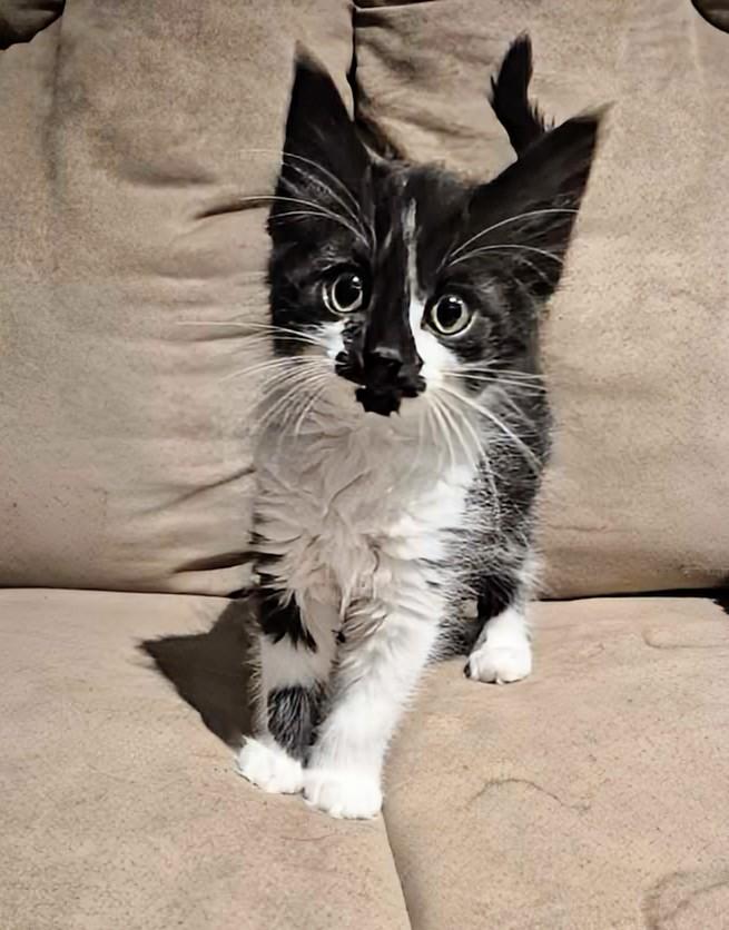 Enlarge Inky, an adopted Domestic Short Hair in Winnipeg, MB image 1/3