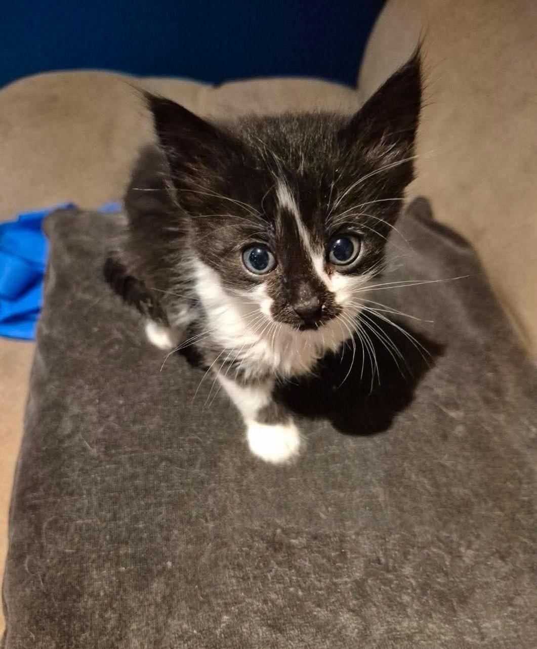 Enlarge Inky, an adopted Domestic Short Hair in Winnipeg, MB image 2/3