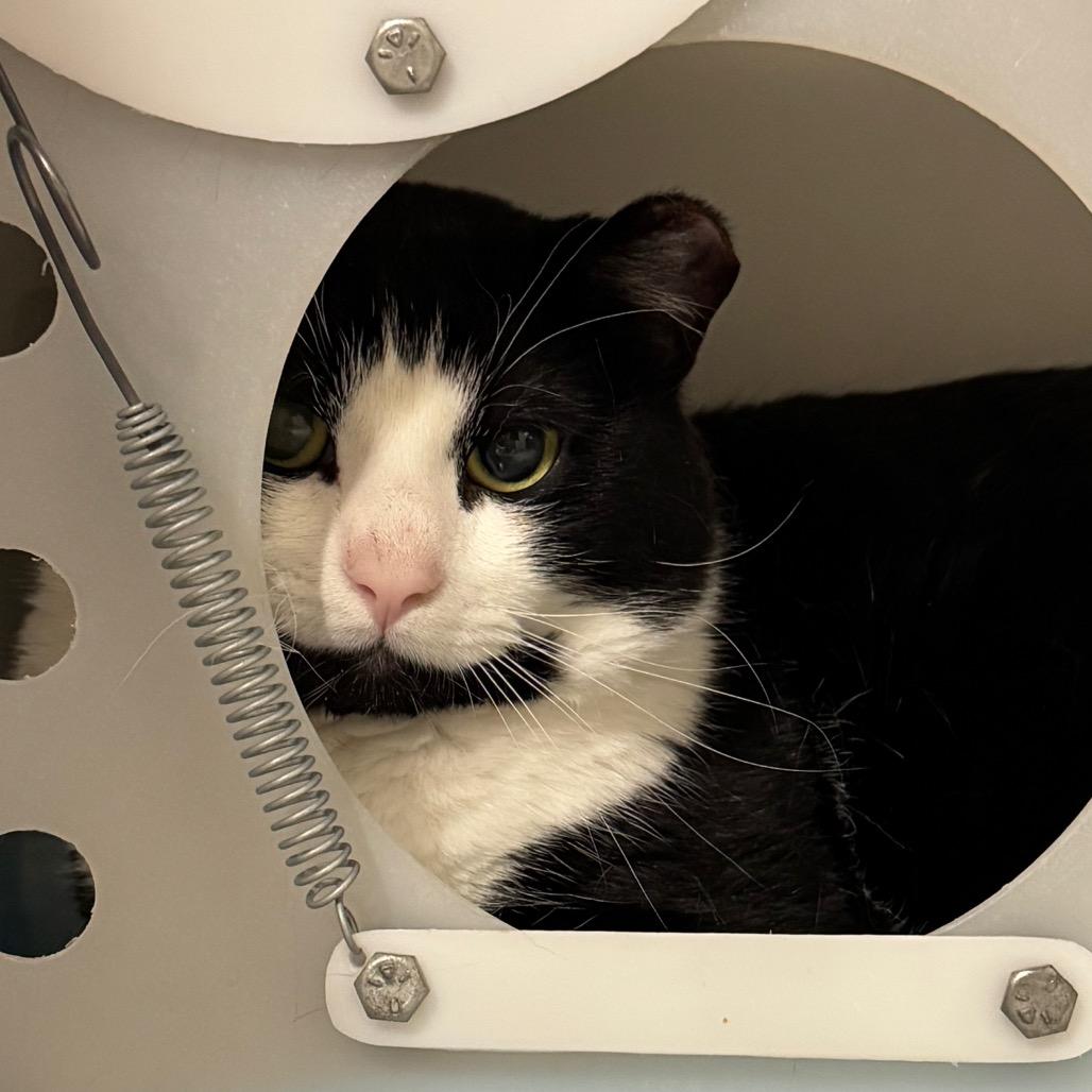 David S. Pumpkins, Adoptable, Adult Male Domestic Short Hair.