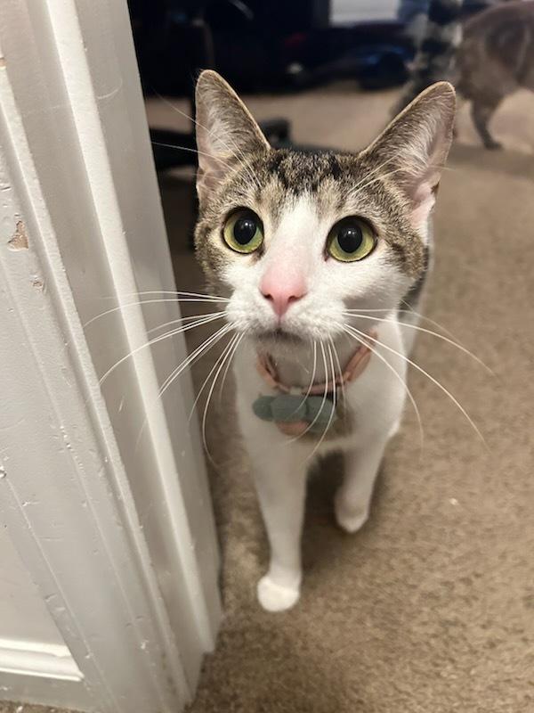 Enlarge Bridgestone, a Adoptable Domestic Short Hair in Kinston, NC image 1/3