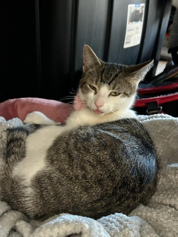 Enlarge Bridgestone, a Adoptable Domestic Short Hair in Kinston, NC image 3/3