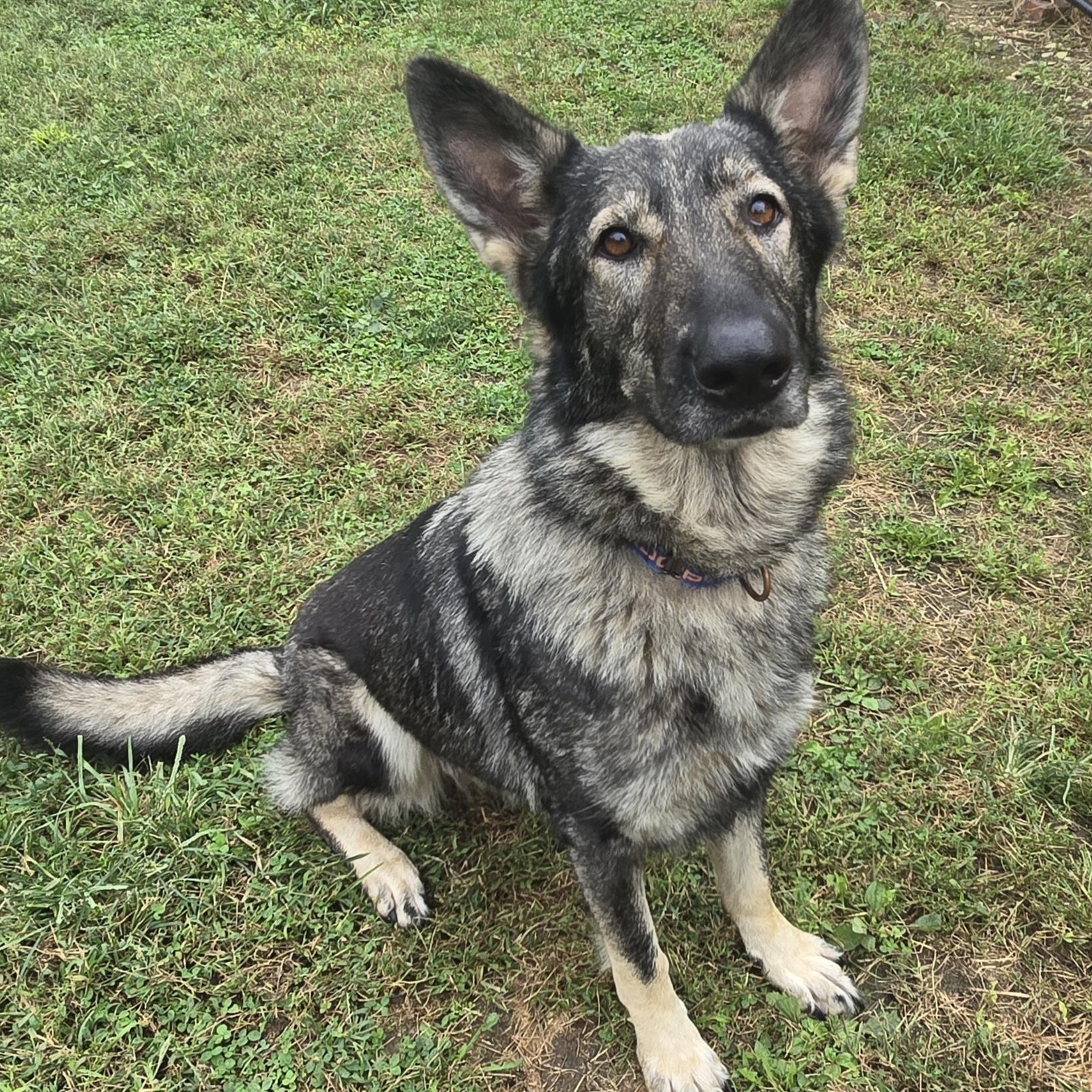 Freya, Adopted, Adult Female German Shepherd Dog.