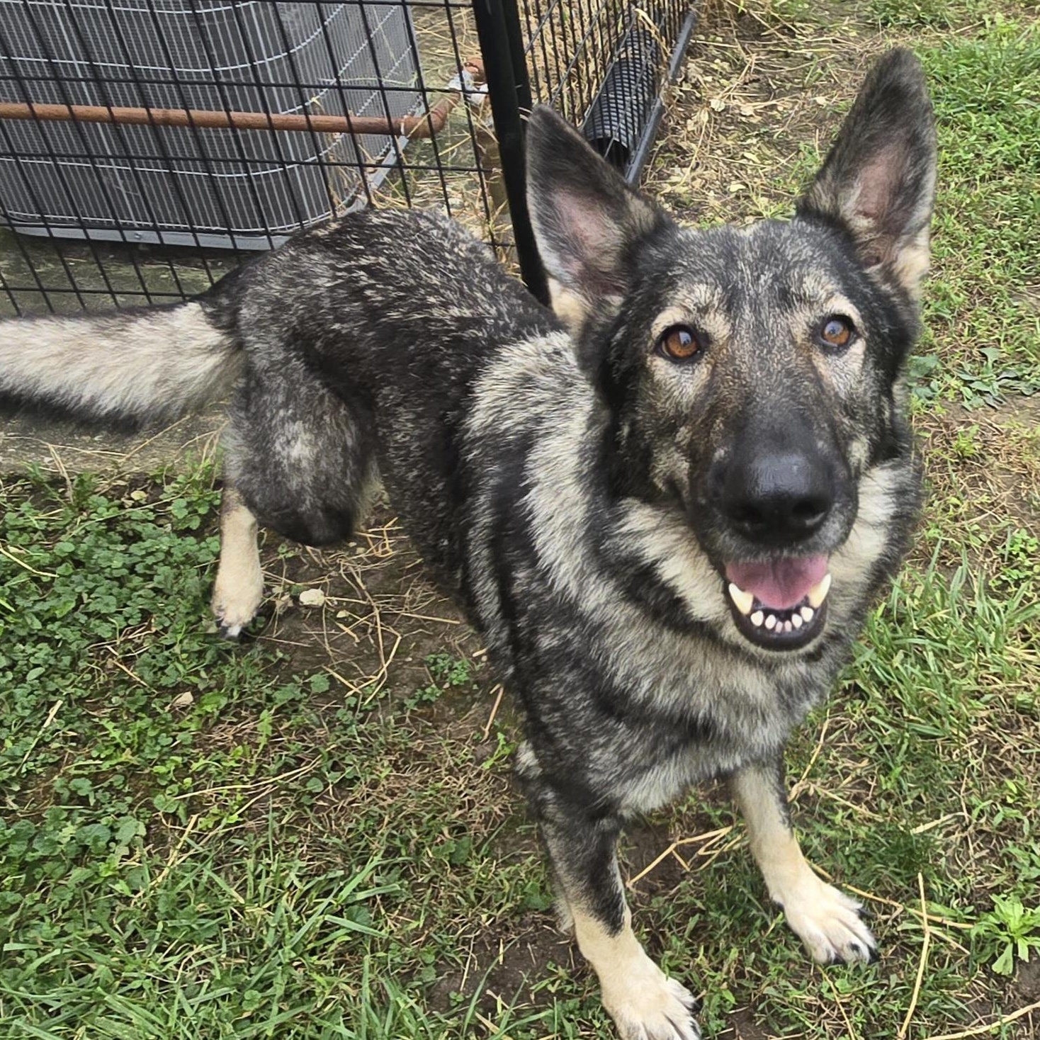 Enlarge Freya, a Adopted German Shepherd Dog in Keokuk, IA image 3/4