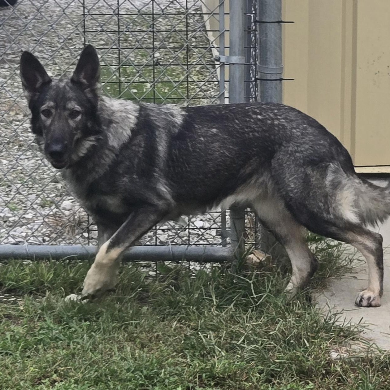 Enlarge Freya, a Adopted German Shepherd Dog in Keokuk, IA image 4/4