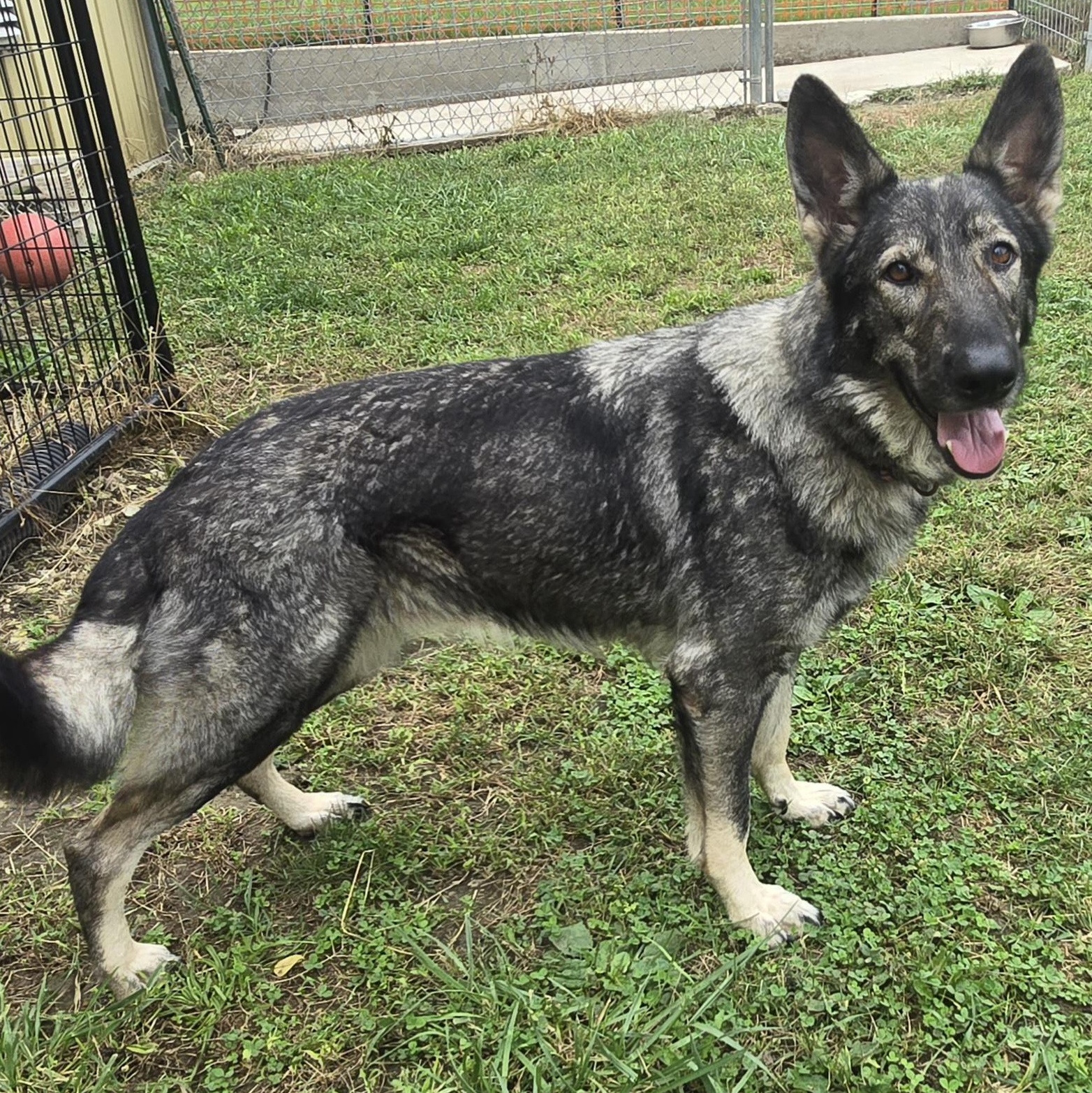 Enlarge Freya, a Adopted German Shepherd Dog in Keokuk, IA image 2/4