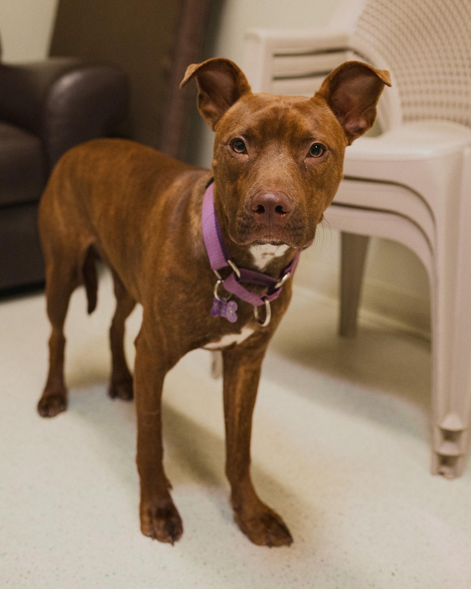 Enlarge Cash, an adopted mixed breed in Cincinnati, OH image 1/4