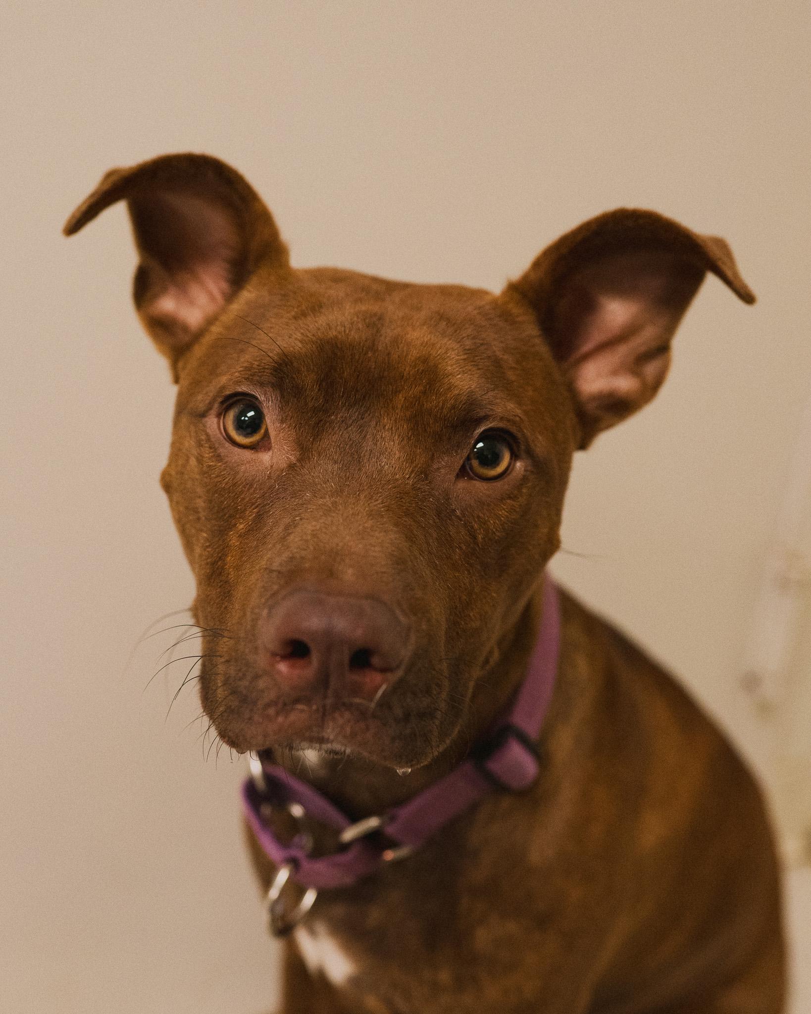 Enlarge Cash, an adopted mixed breed in Cincinnati, OH image 3/4