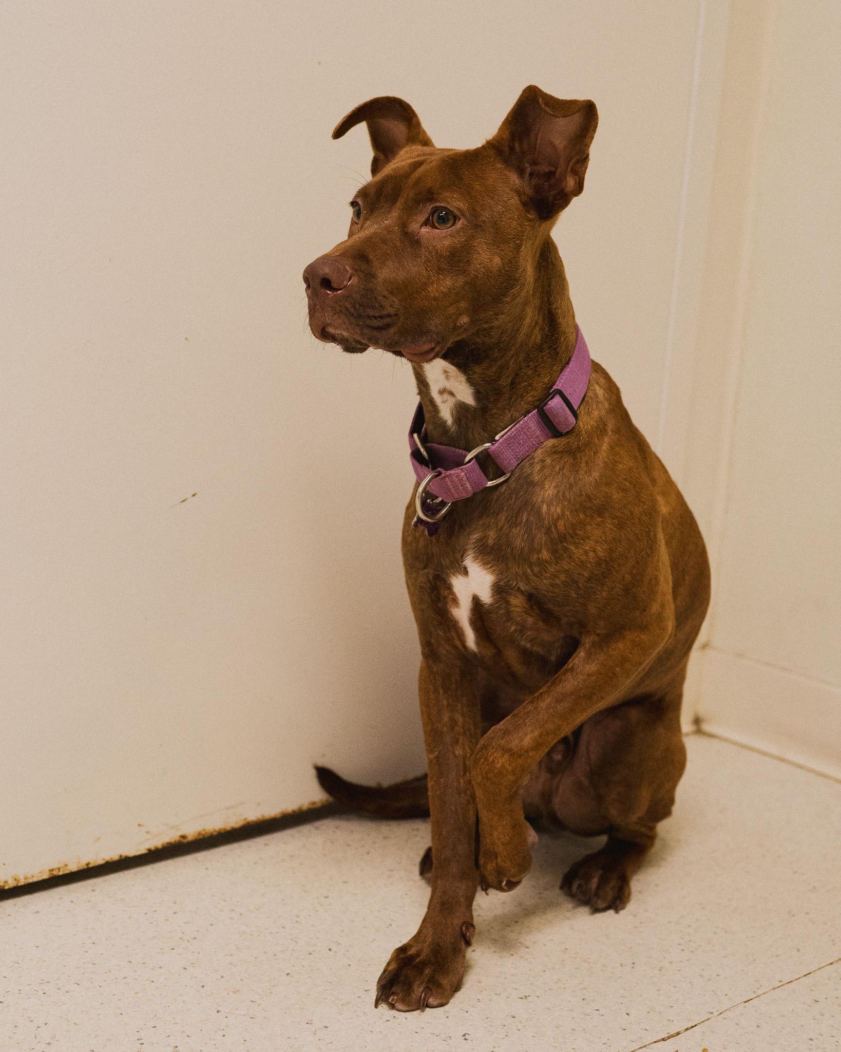 Enlarge Cash, an adopted mixed breed in Cincinnati, OH image 4/4