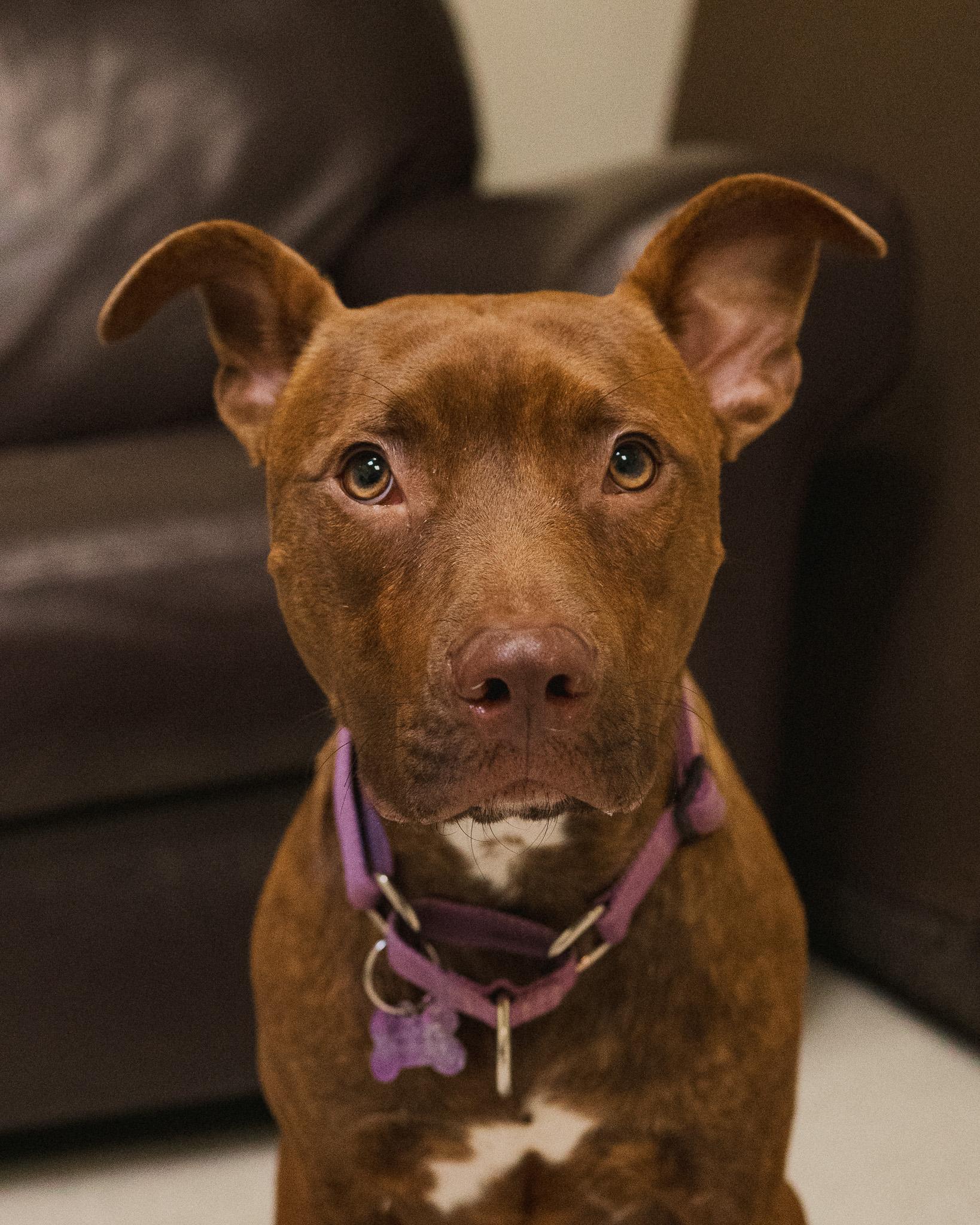 Enlarge Cash, an adopted mixed breed in Cincinnati, OH image 2/4