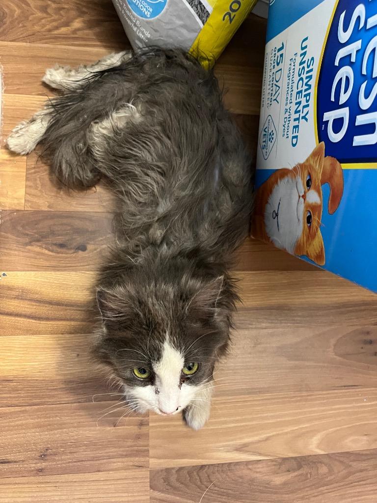 Frisky, Adoptable, Kitten Female Domestic Long Hair.