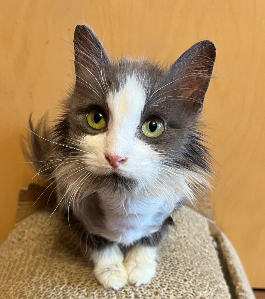 Frisky, a Adoptable mixed breed in Fond Du Lac, WI image 1/4