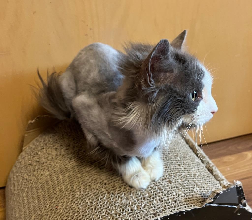 Frisky, a Adoptable mixed breed in Fond Du Lac, WI image 3/4