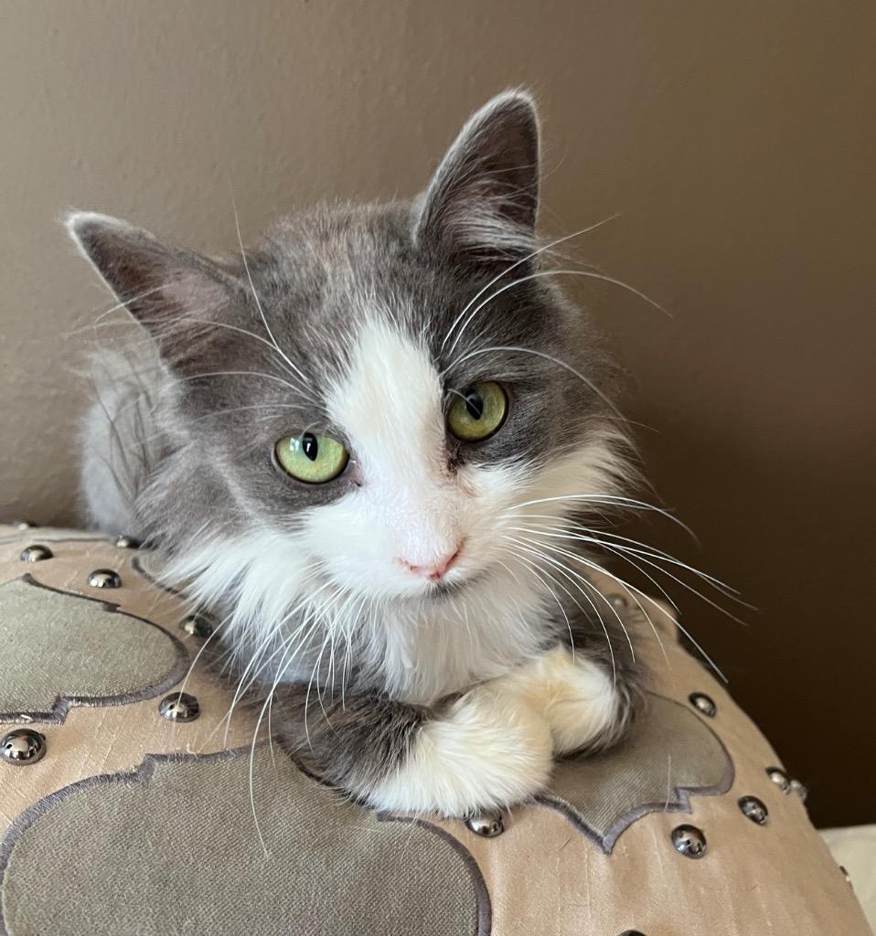 Frisky, a Adoptable mixed breed in Fond Du Lac, WI image 2/4