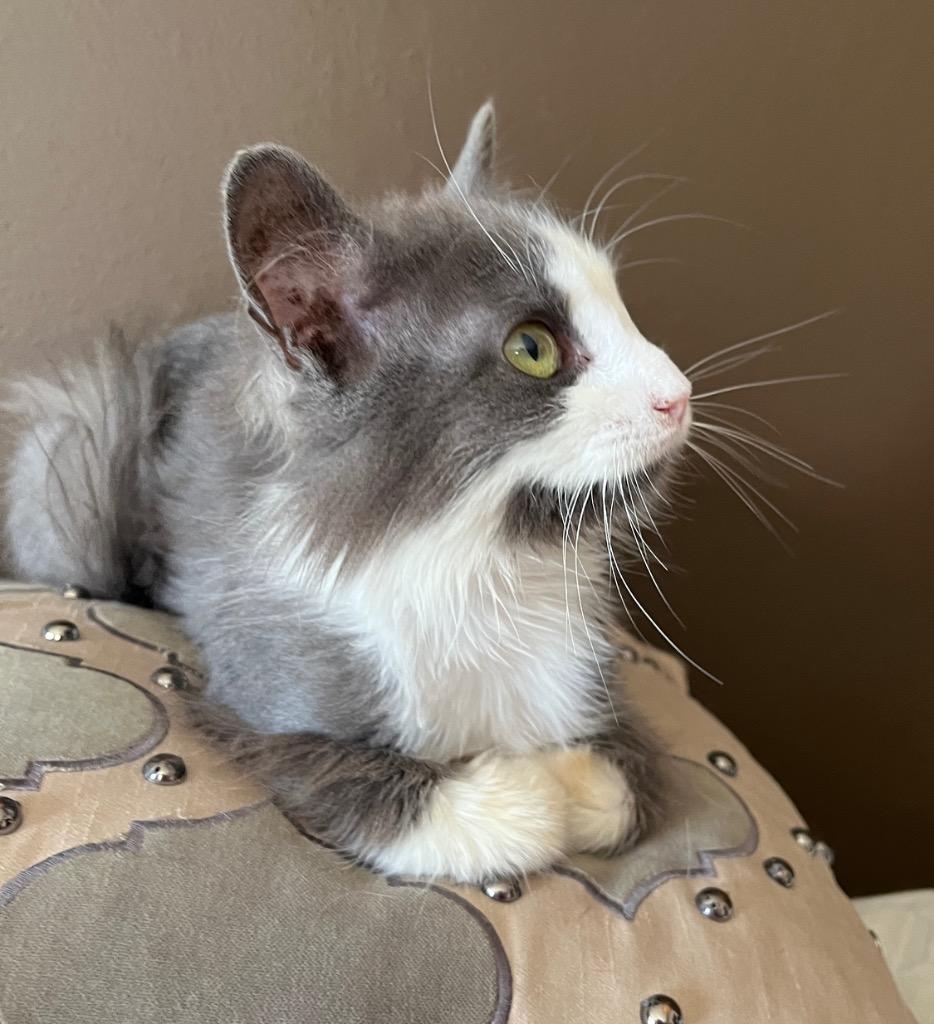 Frisky, a Adoptable mixed breed in Fond Du Lac, WI image 4/4